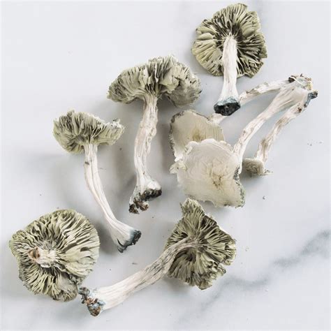 Order Avery’s Albino Magic Mushrooms