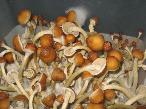 Order Golden Teacher Mushroom