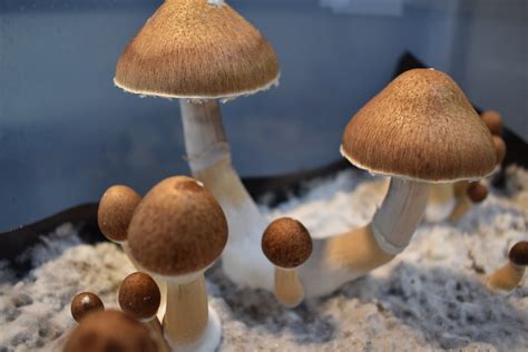 Order Jedi Mind Fuck Magic Mushrooms
