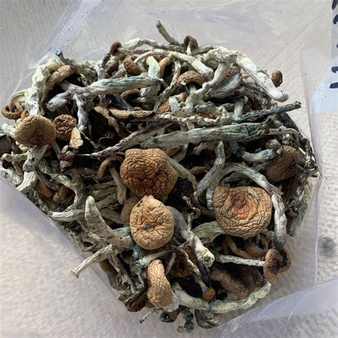 Order African Transkei Mushrooms