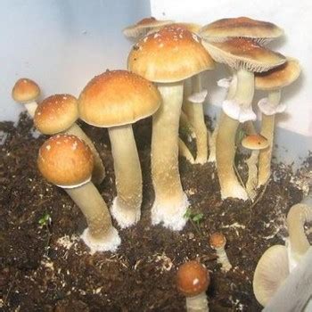SyZygy Magic Mushrooms Strain
