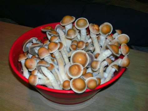 Order Penis Envy Magic Mushrooms Online